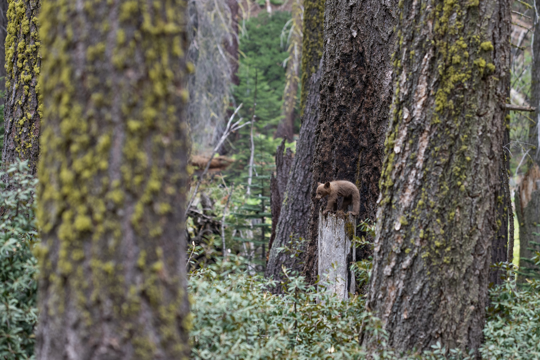 Sequoia National Park – Summer `22